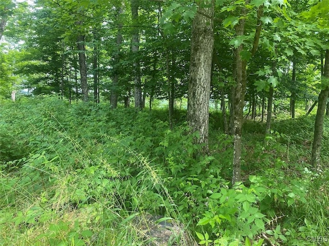 Fulmer Valley Rd, Wellsville, NY 14895 - photo 8