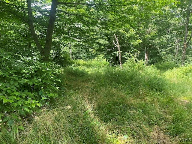 Fulmer Valley Rd, Wellsville, NY 14895 - photo 11