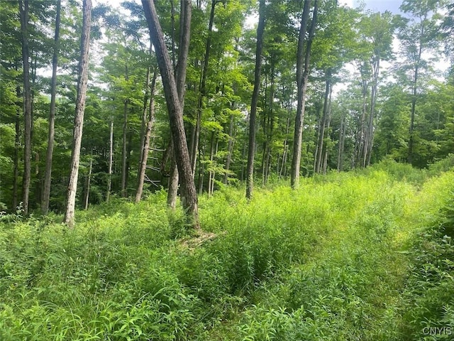 Fulmer Valley Rd, Wellsville, NY 14895 - photo 19