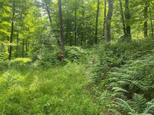 Fulmer Valley Rd, Wellsville, NY 14895 - photo 20