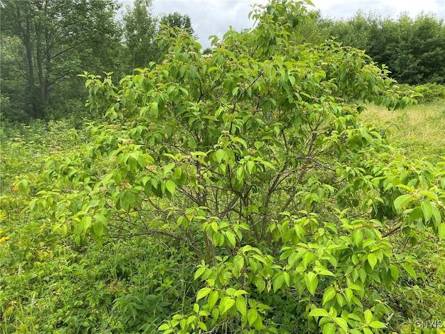 2836 US Route 11, Mexico, NY 13131 - photo 21