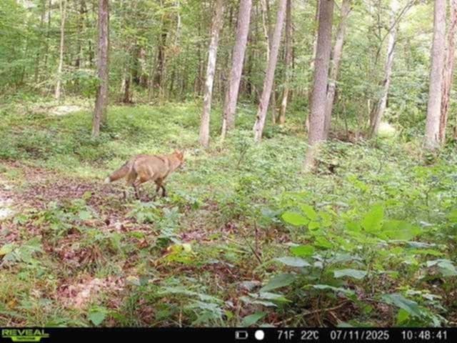 Whitcomb Rd, Bath, NY 14879 - photo 22