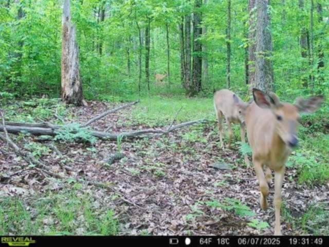 Whitcomb Rd, Bath, NY 14879 - photo 28