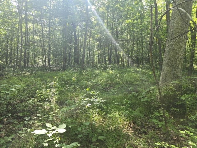 Whitcomb Rd, Bath, NY 14879 - photo 30