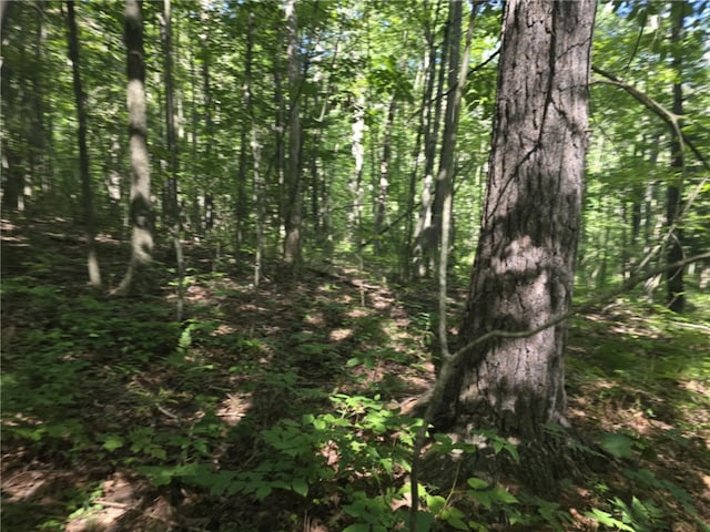 Whitcomb Rd, Bath, NY 14879 - photo 38
