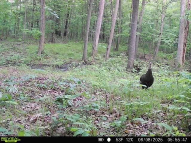 Whitcomb Rd, Bath, NY 14879 - photo 40