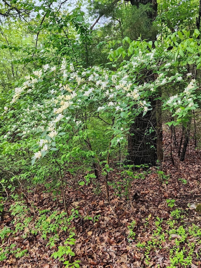 view of local wilderness