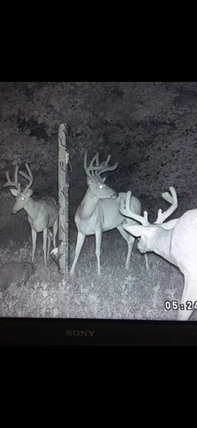 000 Elder, Pierce City, MO 65723
