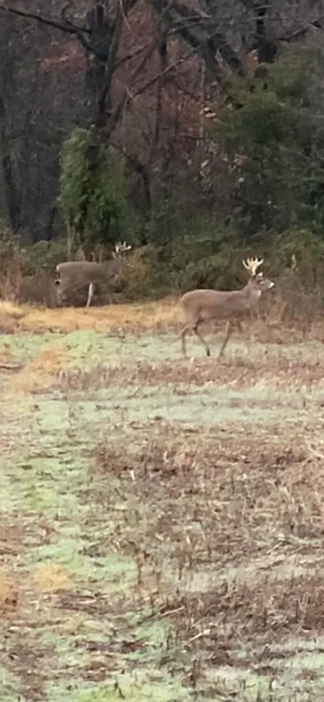 000 Elder, Pierce City, MO 65723