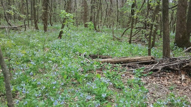 1100 Hattie Dr, Willow Springs, MO 65793 - view of local wilderness with a wooded view