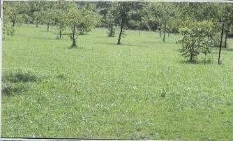 1100 Hattie Dr, Willow Springs, MO 65793 - view of landscape