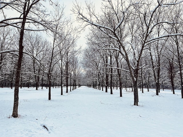 view of yard covered in snow