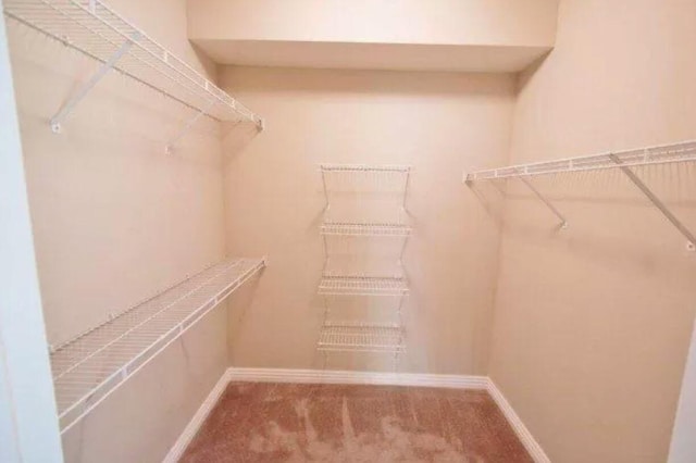 walk in closet with carpet flooring