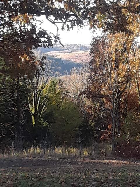 view of local wilderness