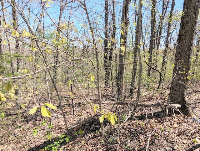 view of local wilderness