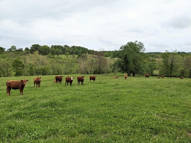 view of yard featuring a rural view