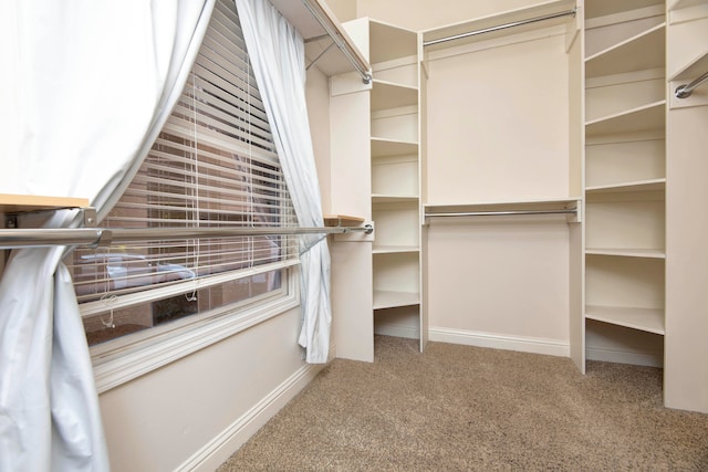 walk in closet with carpet