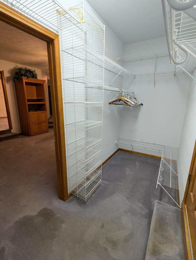 walk in closet featuring carpet floors
