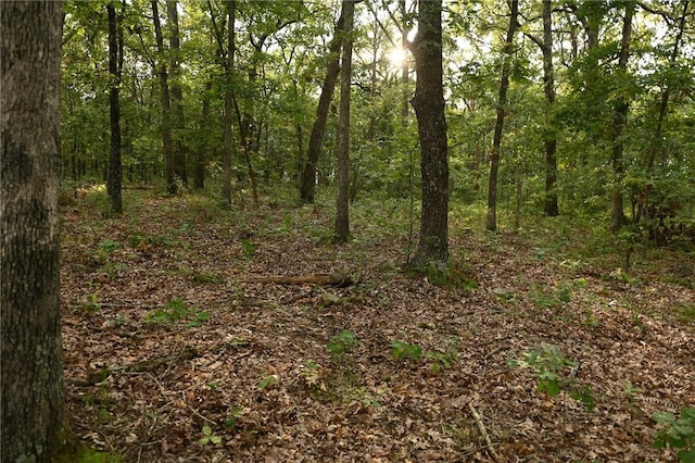 view of local wilderness