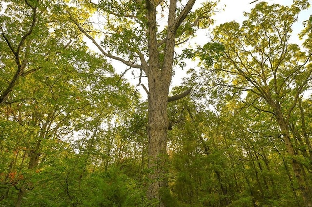 view of local wilderness