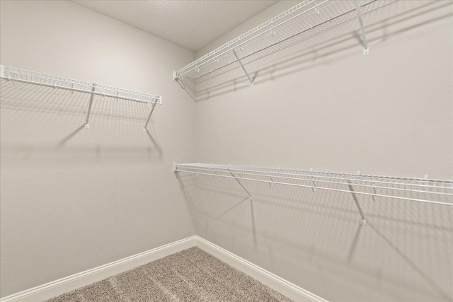 spacious closet featuring carpet