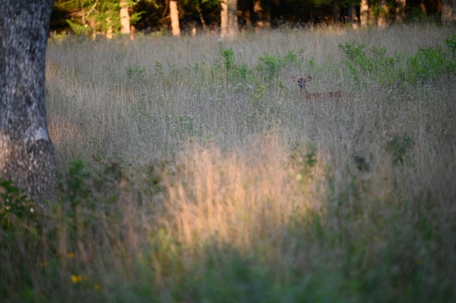 view of local wilderness