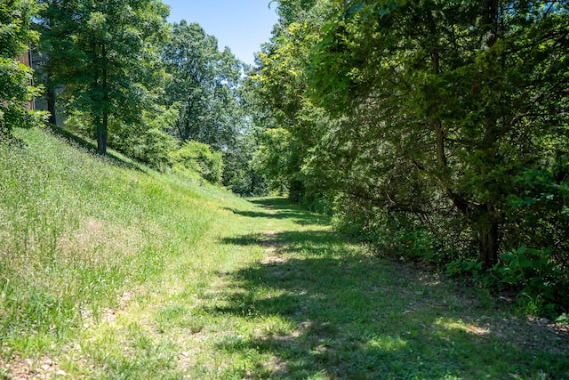 view of local wilderness with a view of trees