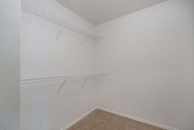 walk in closet with carpet floors