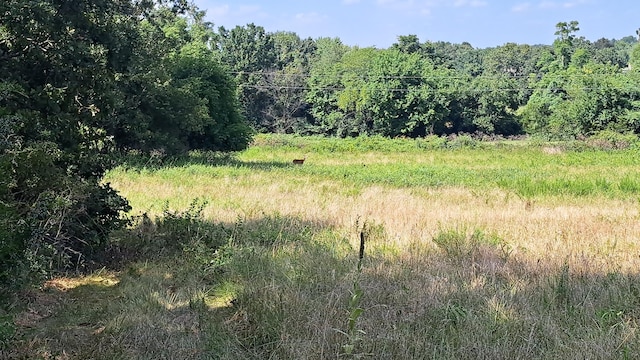 view of local wilderness