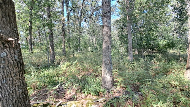 view of local wilderness