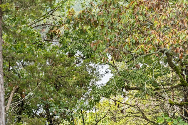 view of local wilderness