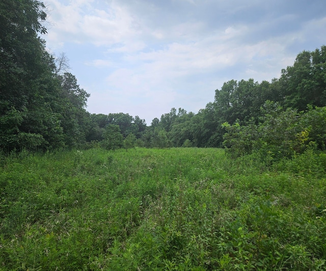 view of local wilderness