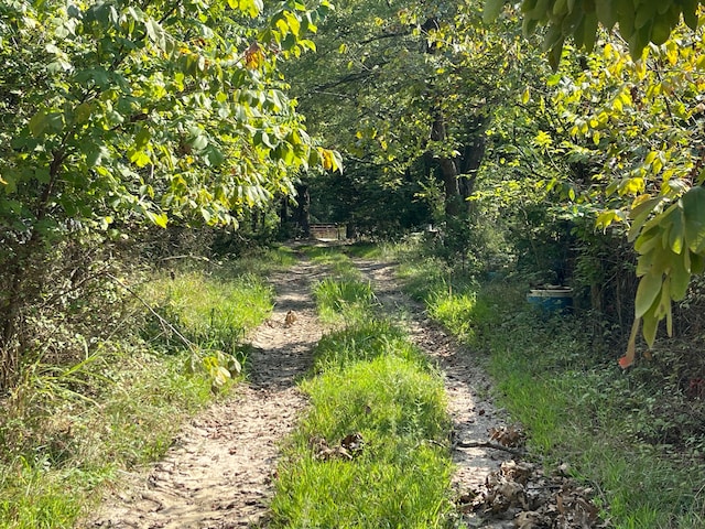 view of local wilderness