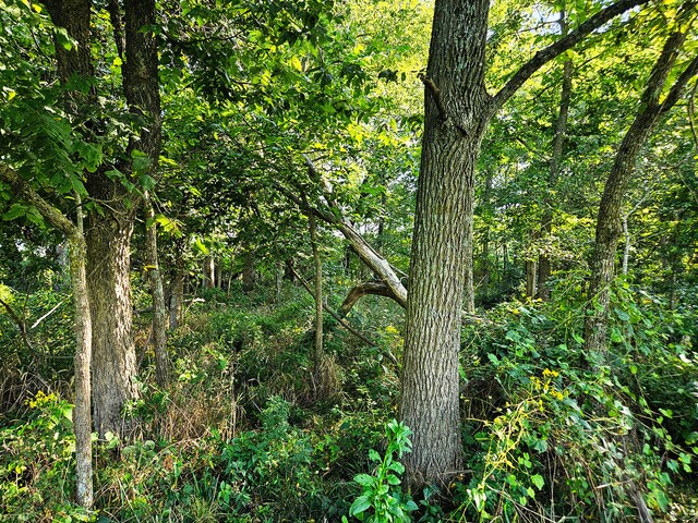 000 Whispering Meadows Ln, Marshfield, MO 65706