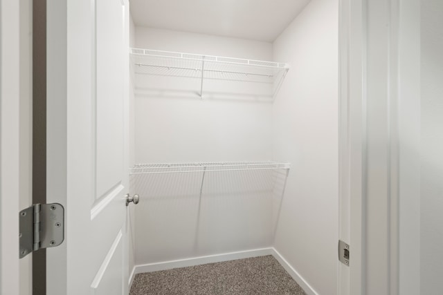 spacious closet featuring carpet floors