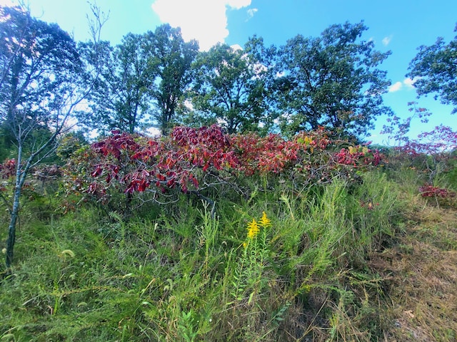 000 Clementine Outer Rd, Newburg, MO 65550 - photo 6