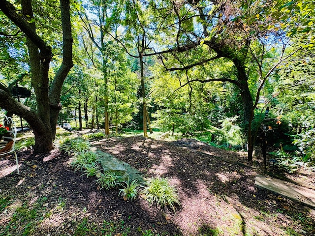 view of local wilderness