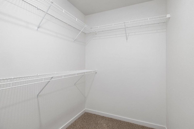 spacious closet featuring carpet