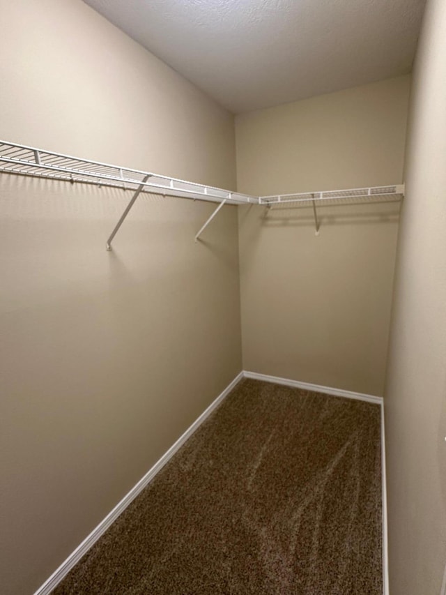 spacious closet featuring carpet