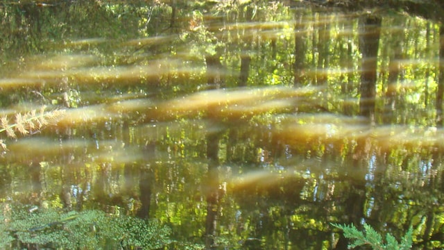 view of local wilderness