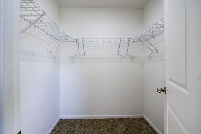 walk in closet with carpet flooring