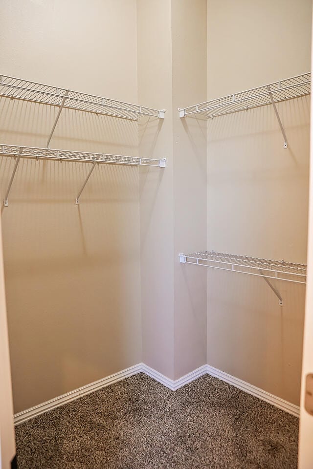 spacious closet featuring carpet