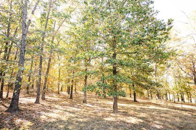 view of local wilderness