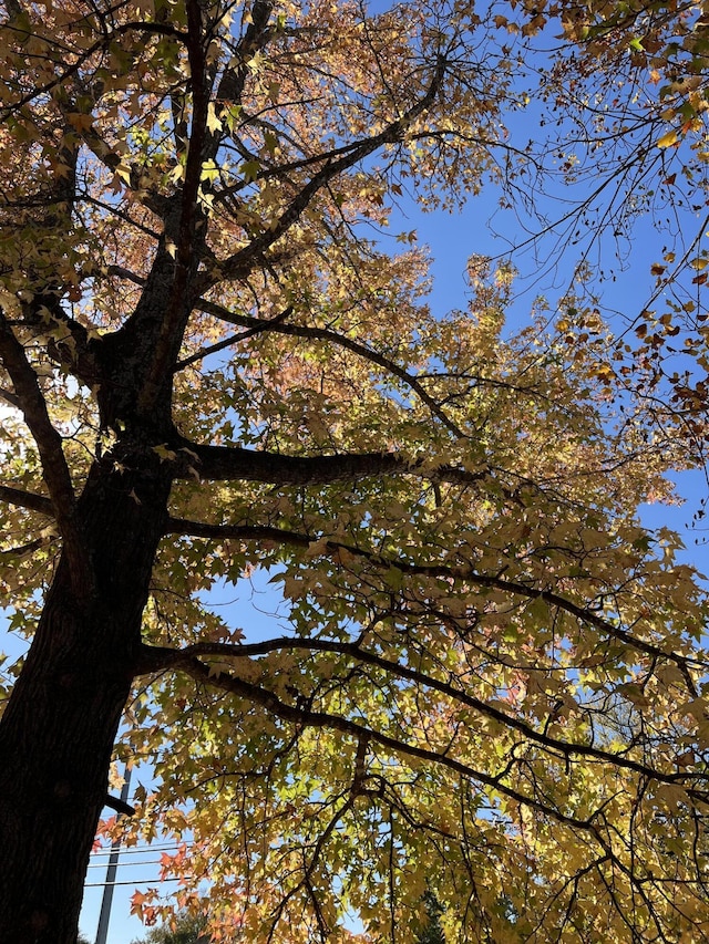 view of local wilderness
