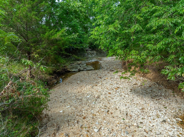 view of local wilderness