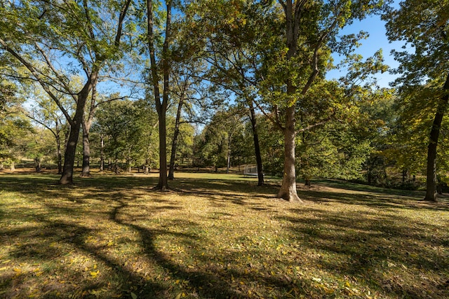 view of local wilderness