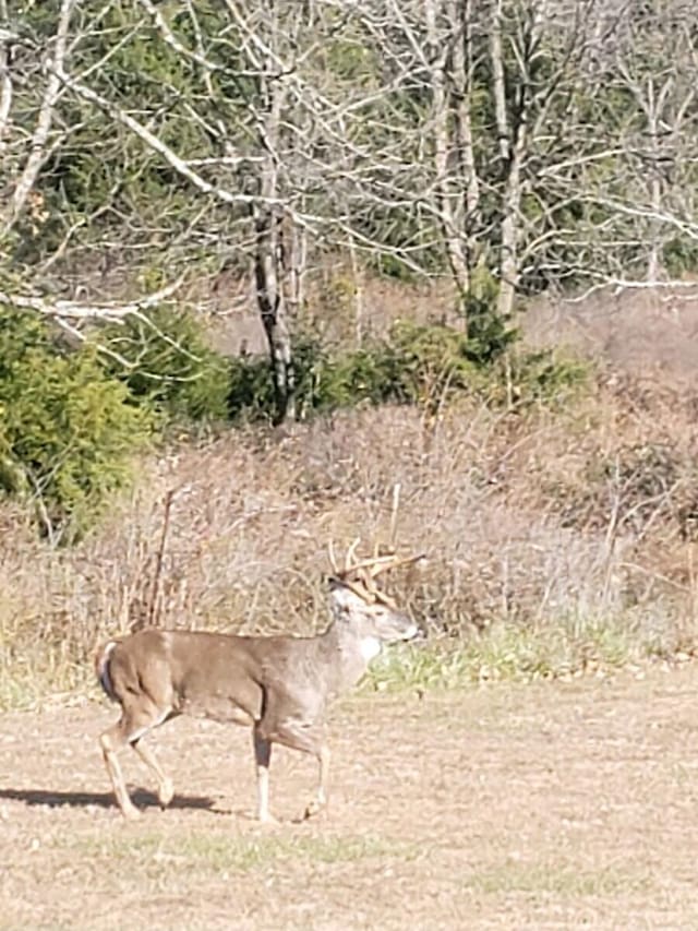 view of local wilderness