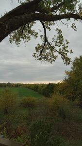 view of local wilderness