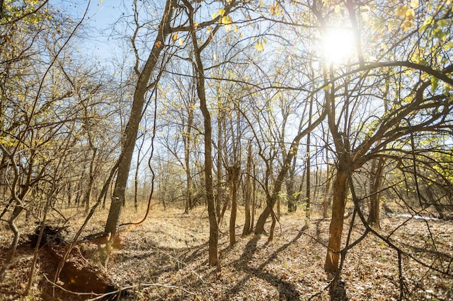 view of local wilderness