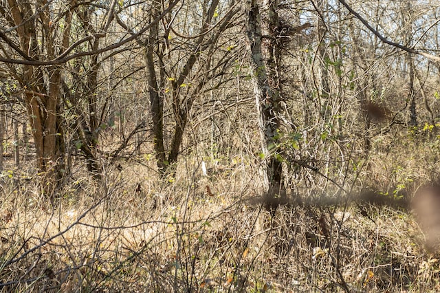 view of local wilderness